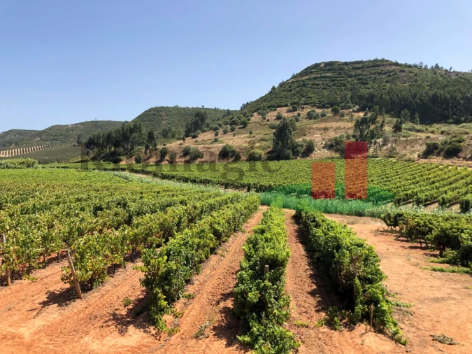 Terreno para Venda em Alcoentre Foto 1