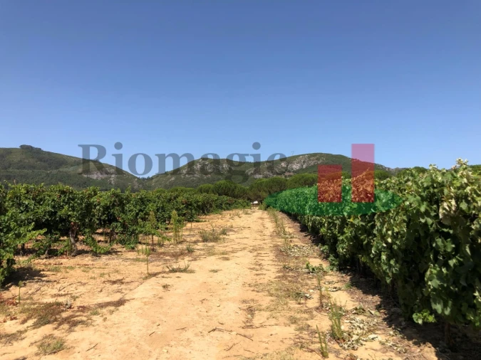 Terreno para Venda em Alcoentre Foto 8