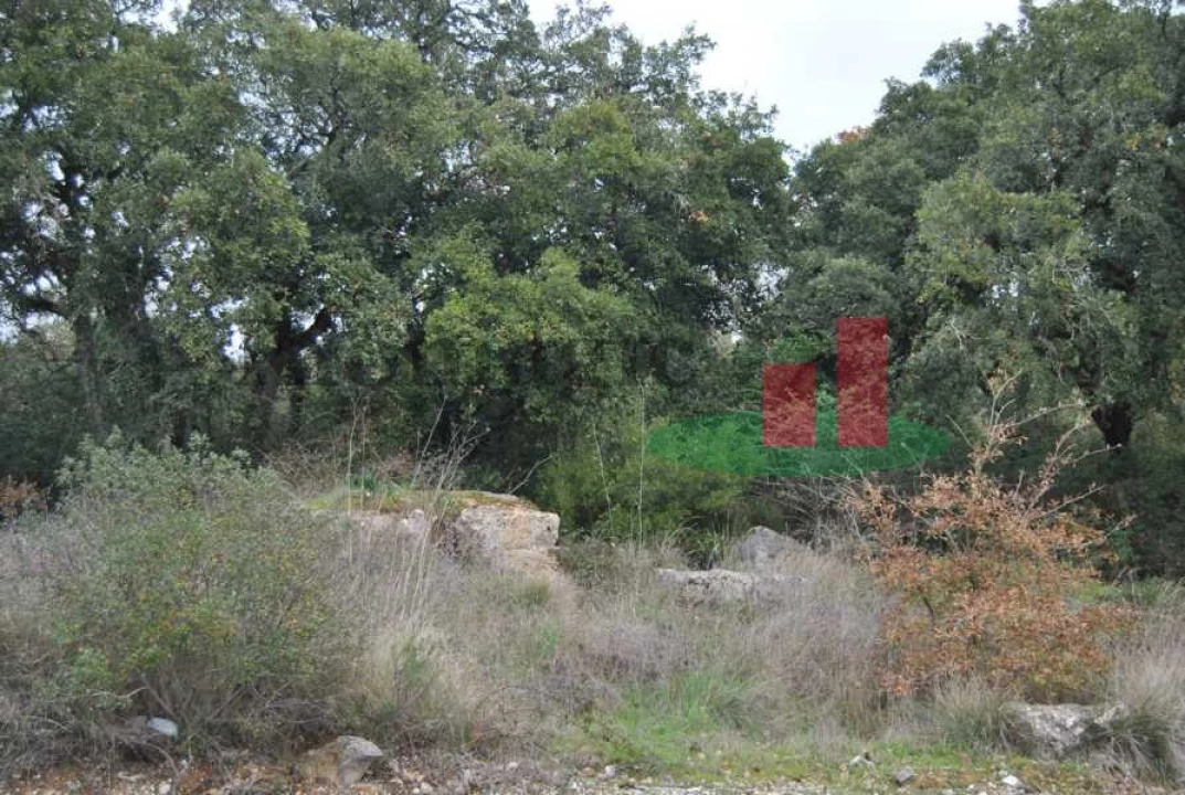 Terreno para Venda em Rio Maior Foto 13