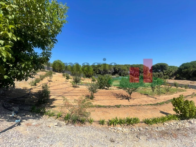 Terreno para Venda em São João da Ribeira e Ribeira de São João Foto 26