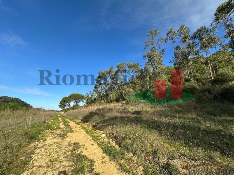 Terreno para Venda em São João da Ribeira e Ribeira de São João Foto 17