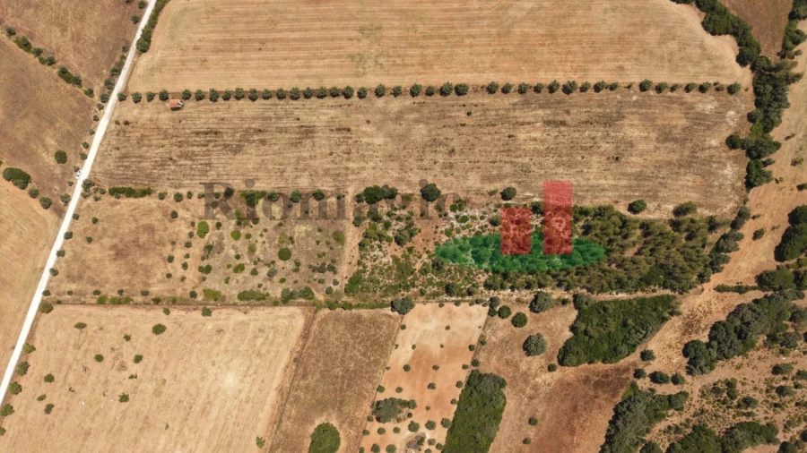 Terreno para Venda em Almoster Foto 34