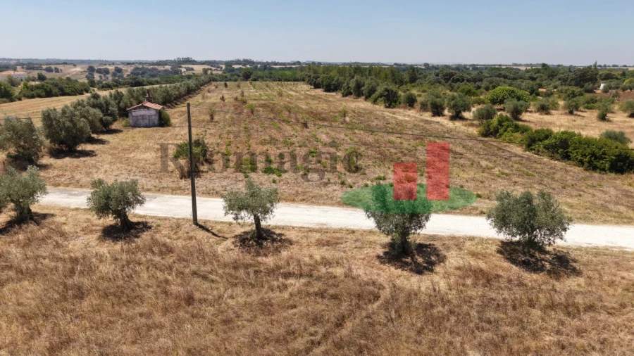 Terreno para Venda em Almoster Foto 3