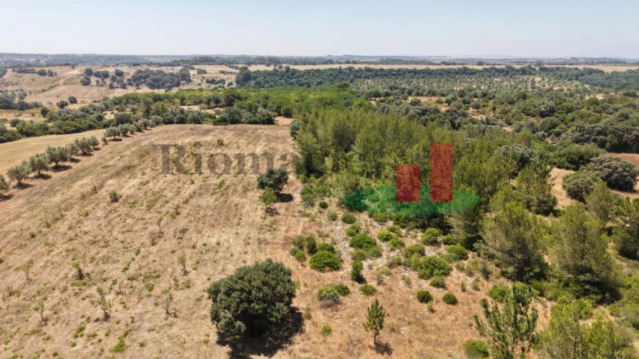 Terreno para Venda em Almoster Foto 37