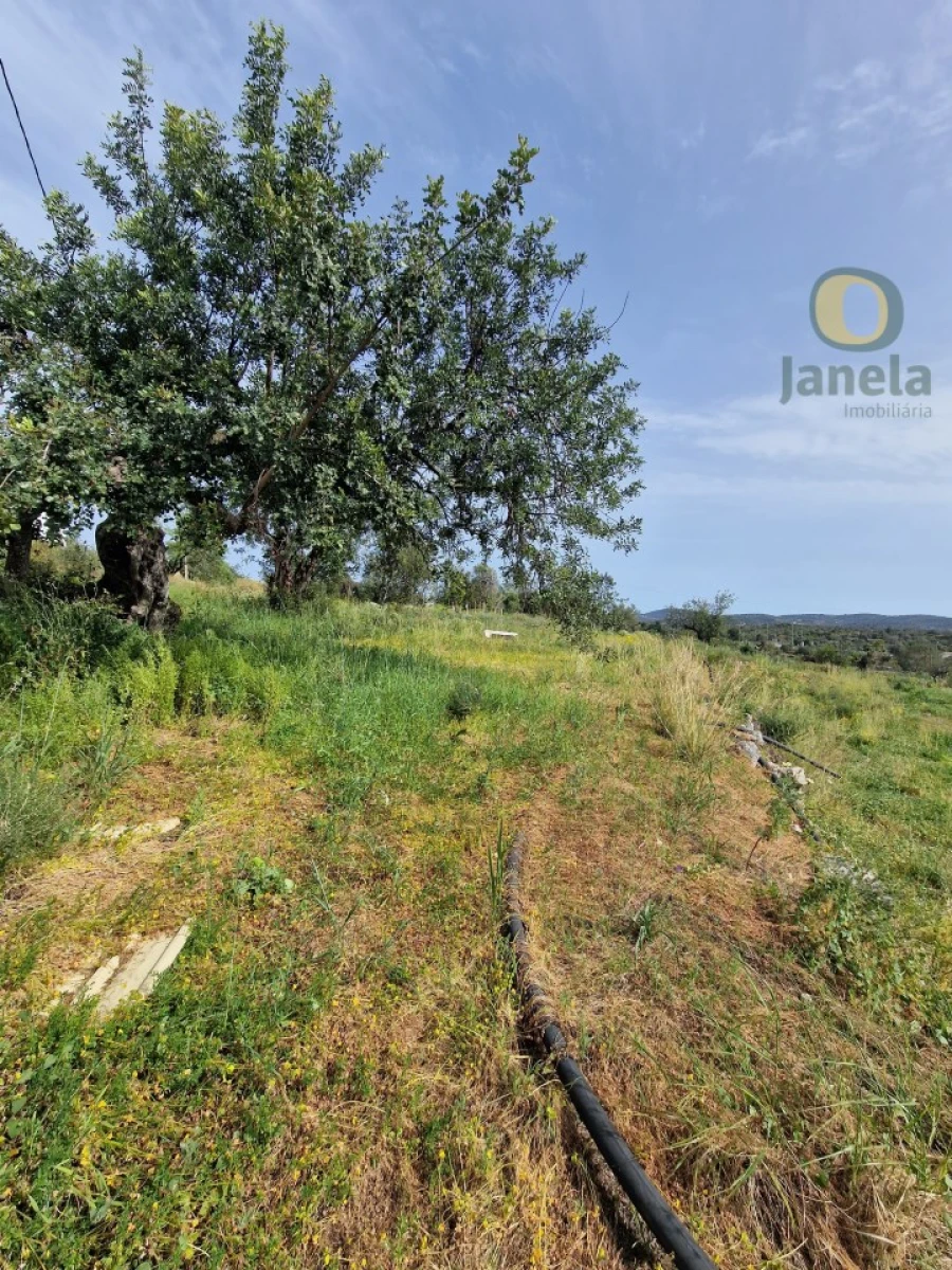 Terreno para Venda em São Brás de Alportel Foto 9