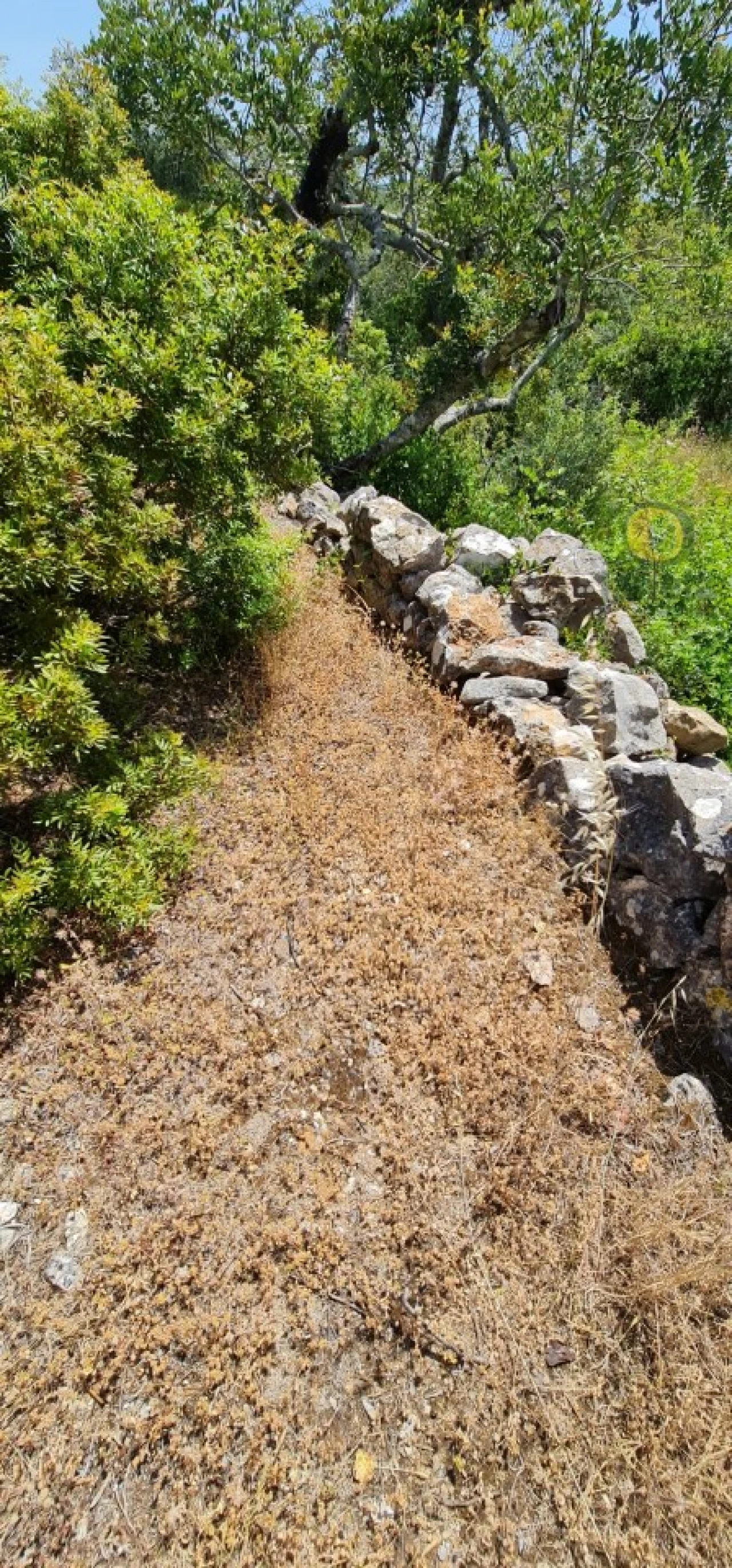 Terreno para Venda em São Brás de Alportel Foto 9