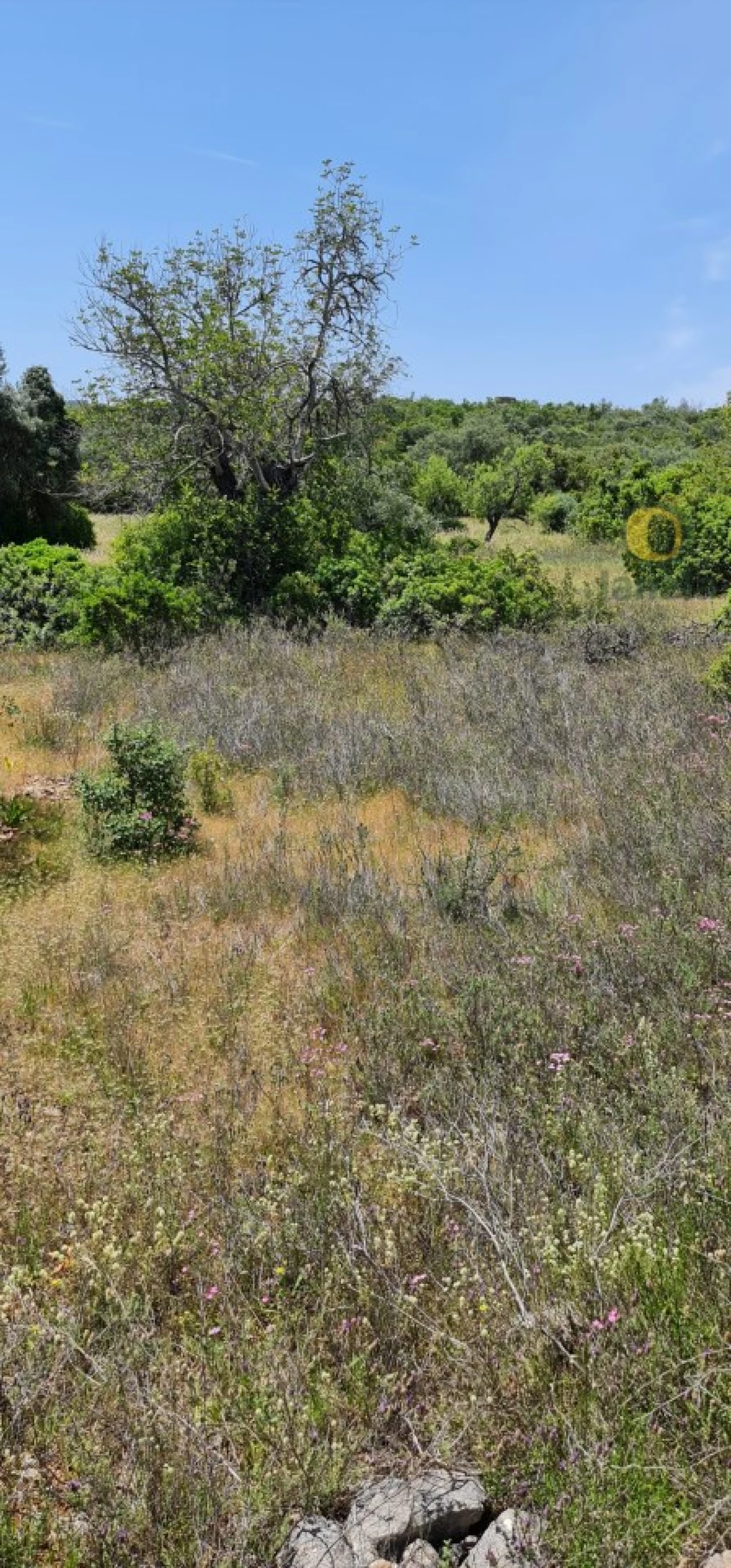 Terreno para Venda em São Brás de Alportel Foto 12