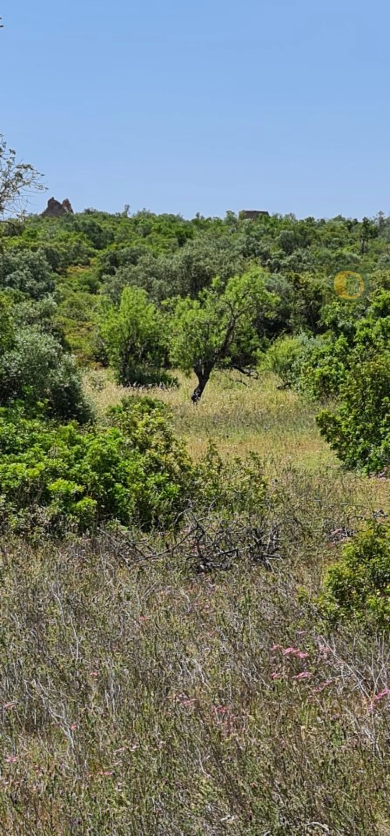 Terreno para Venda em São Brás de Alportel Foto 16
