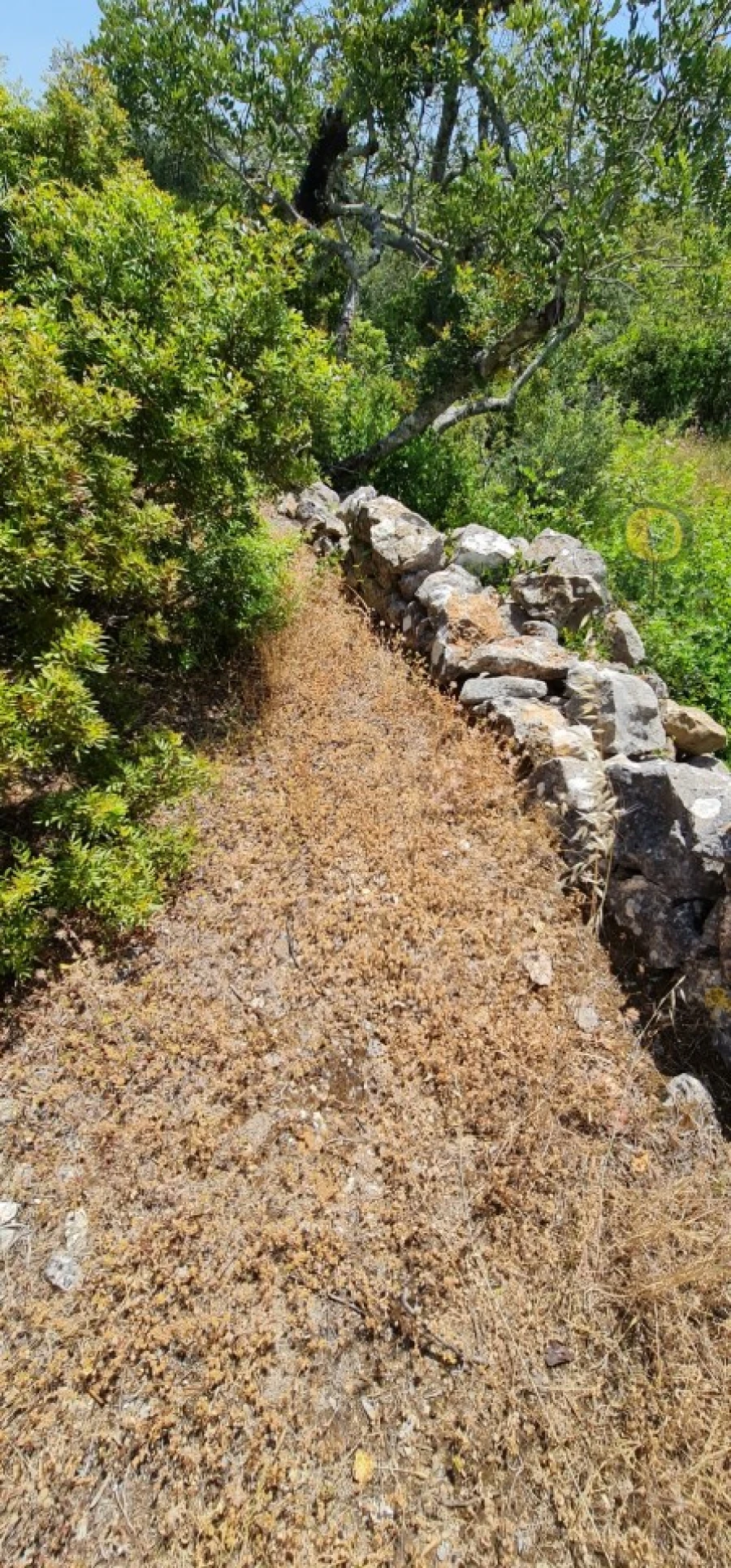 Terreno para Venda em São Brás de Alportel Foto 9