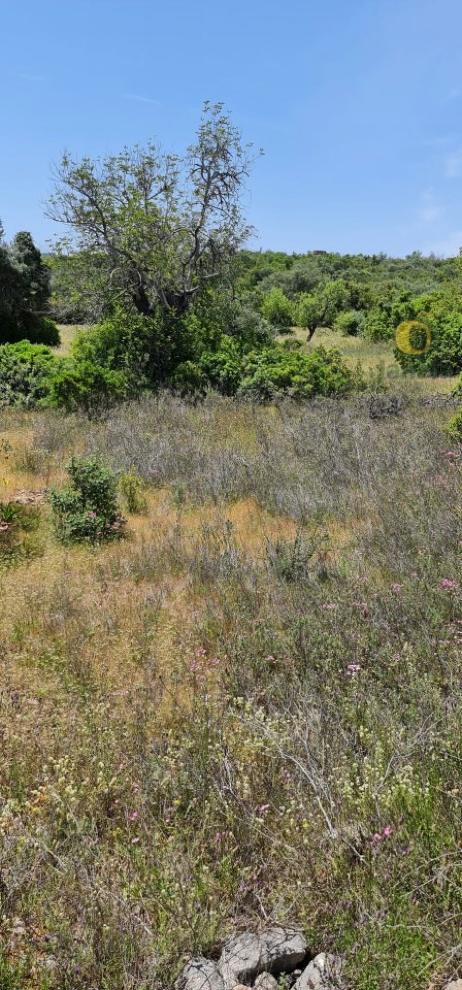 Terreno para Venda em São Brás de Alportel Foto 12