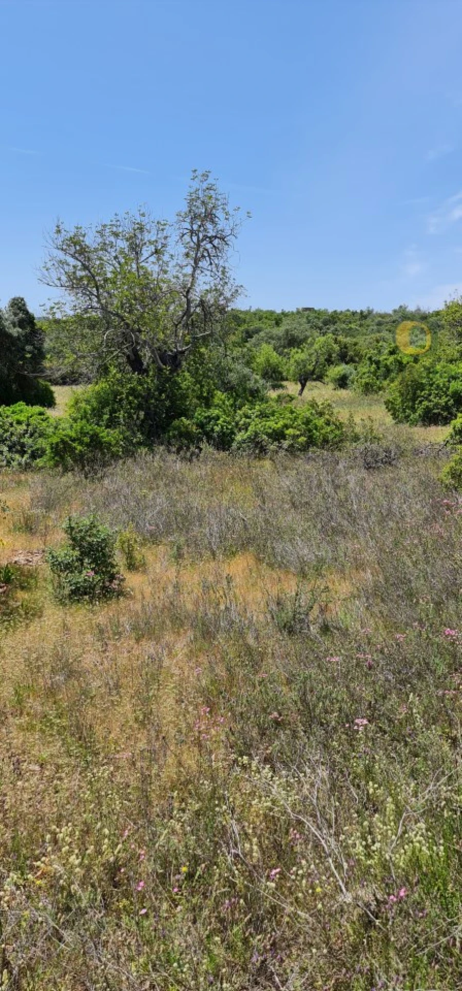Terreno para Venda em São Brás de Alportel Foto 13