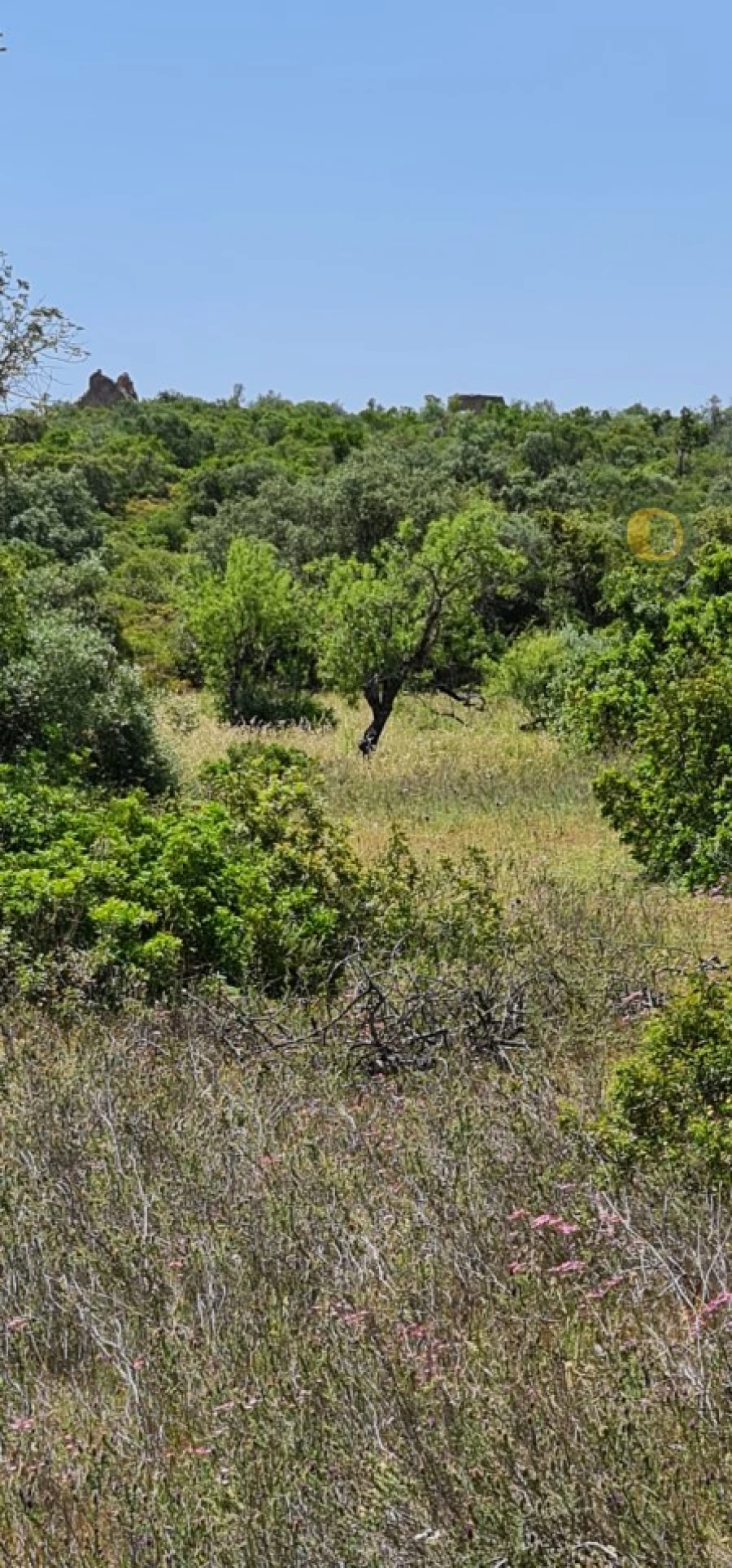 Terreno para Venda em São Brás de Alportel Foto 16