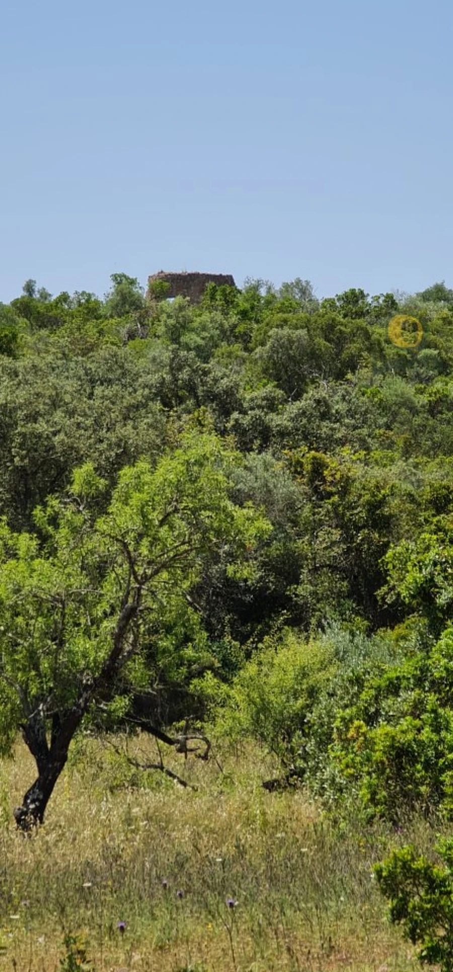 Terreno para Venda em São Brás de Alportel Foto 17