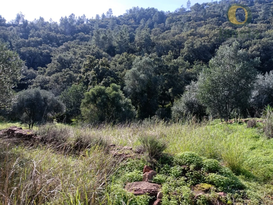 Terreno para Venda em Salir Foto 2