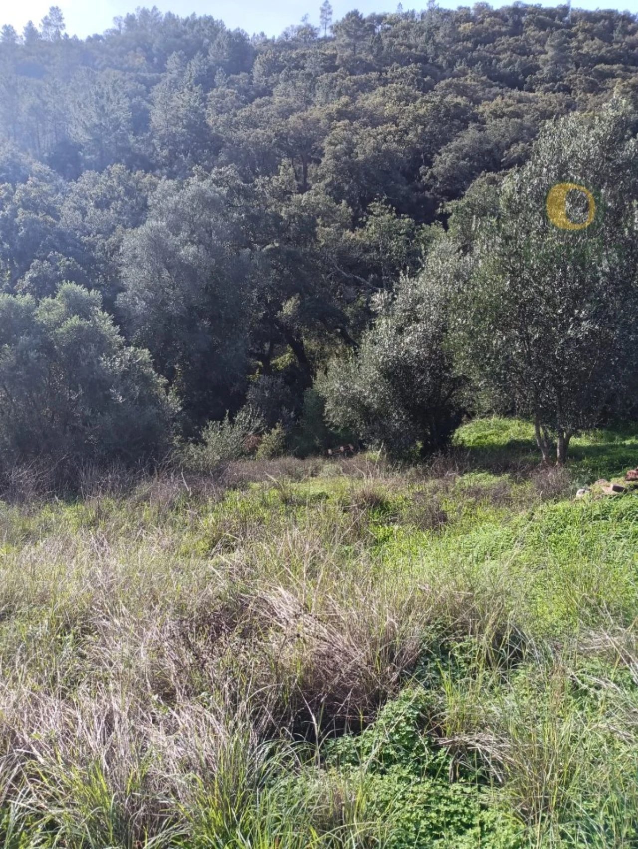 Terreno para Venda em Salir Foto 4