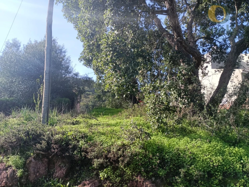 Terreno para Venda em Salir Foto 6