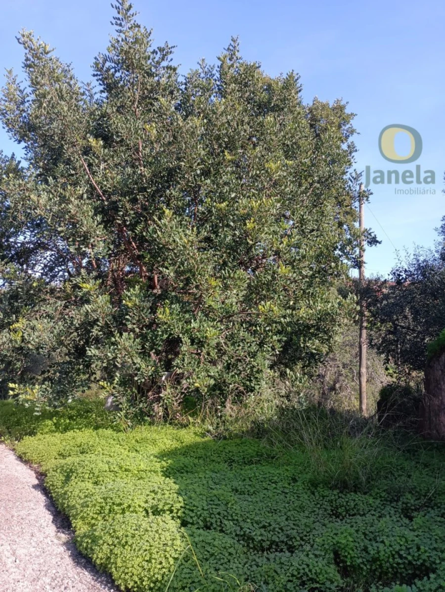 Terreno para Venda em Salir Foto 3