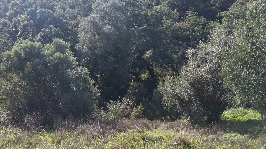 Terreno para Venda em Salir