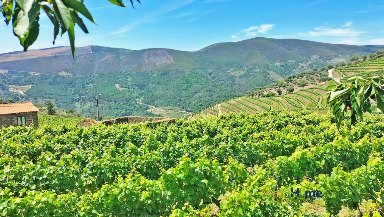 Terreno para Venda em Provesende, Gouvães Douro, São Cristóvão Douro Foto 6