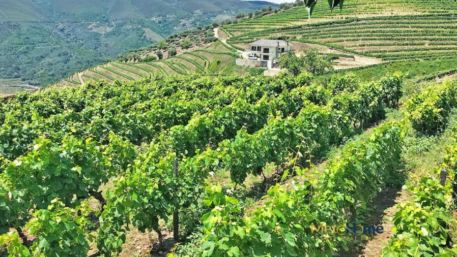 Terreno para Venda em Provesende, Gouvães Douro, São Cristóvão Douro Foto 4