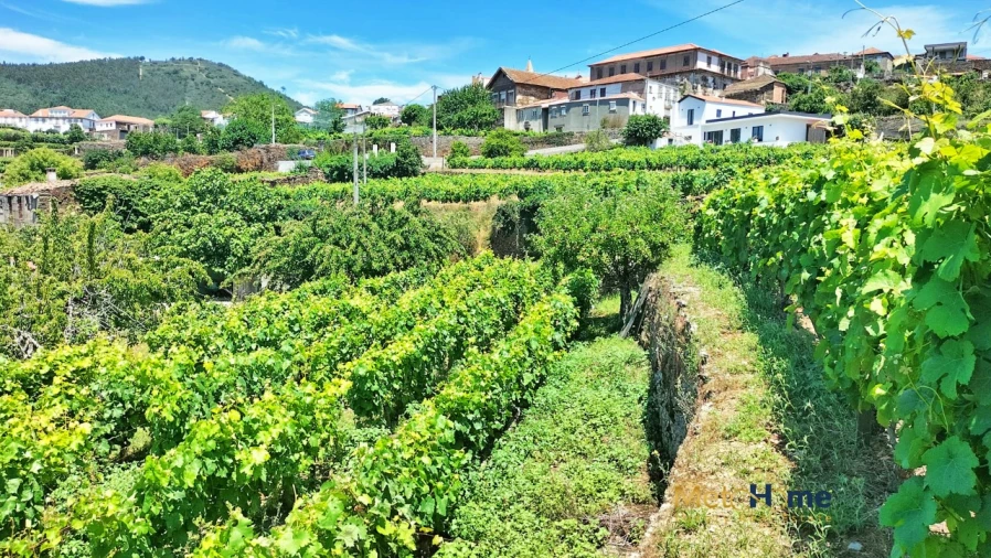 Terreno para Venda em Provesende, Gouvães Douro, São Cristóvão Douro Foto 7