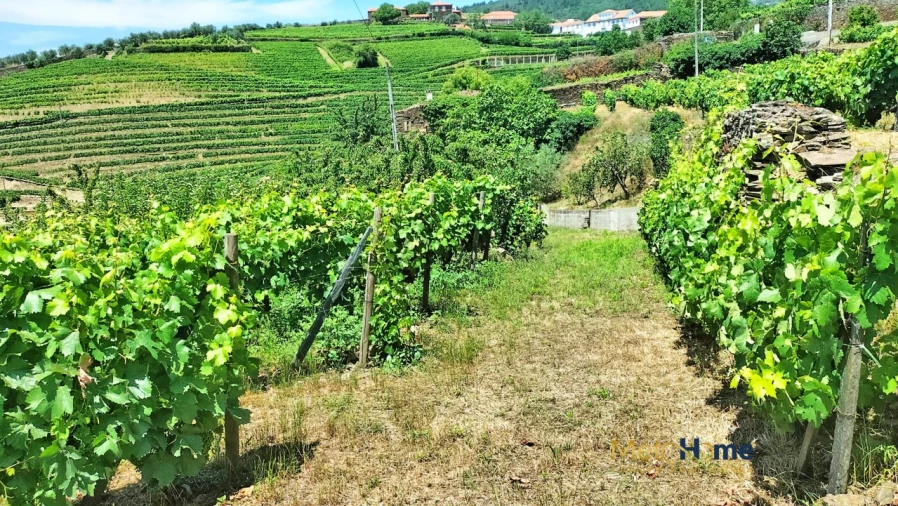 Terreno para Venda em Provesende, Gouvães Douro, São Cristóvão Douro Foto 11