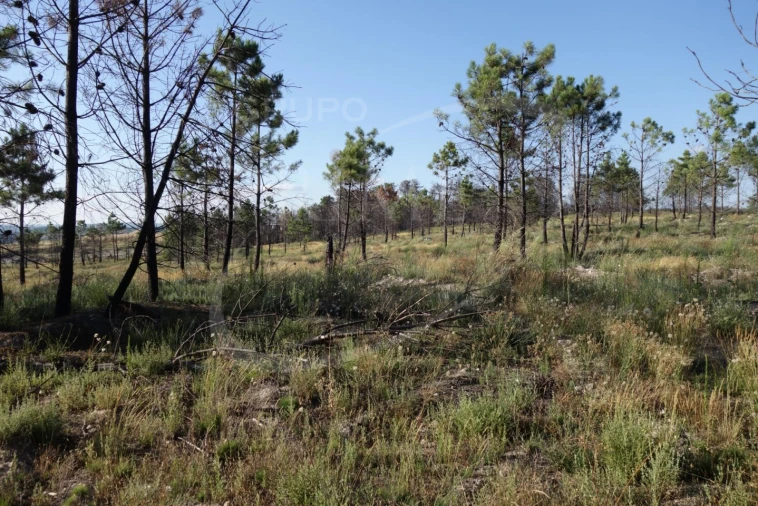 Terreno para Venda em Alijo Foto 3
