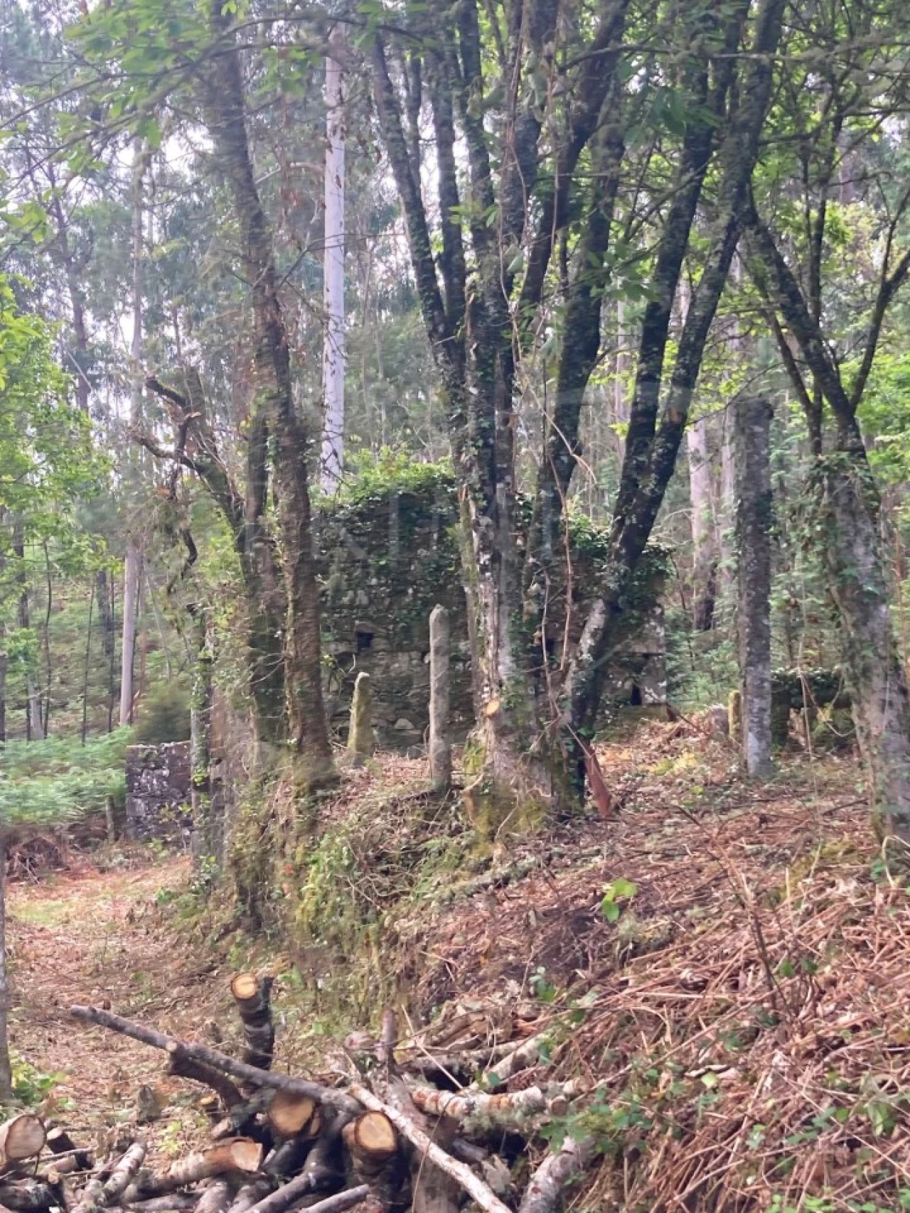 Terreno para Venda em Freixieiro de Soutelo Foto 11