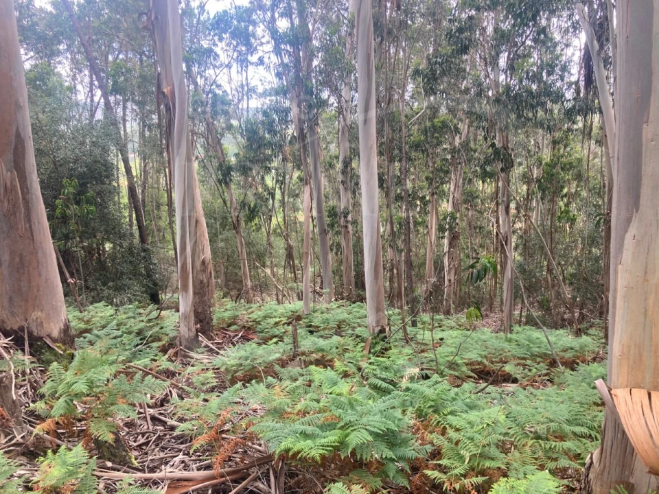 Terreno para Venda em Freixieiro de Soutelo Foto 20