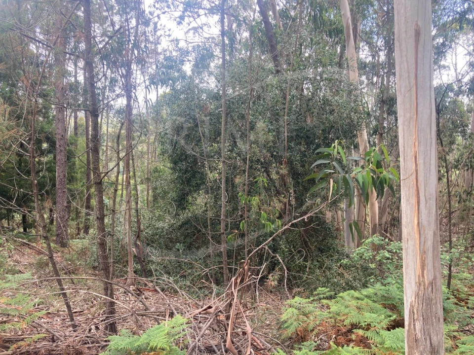 Terreno para Venda em Freixieiro de Soutelo Foto 23