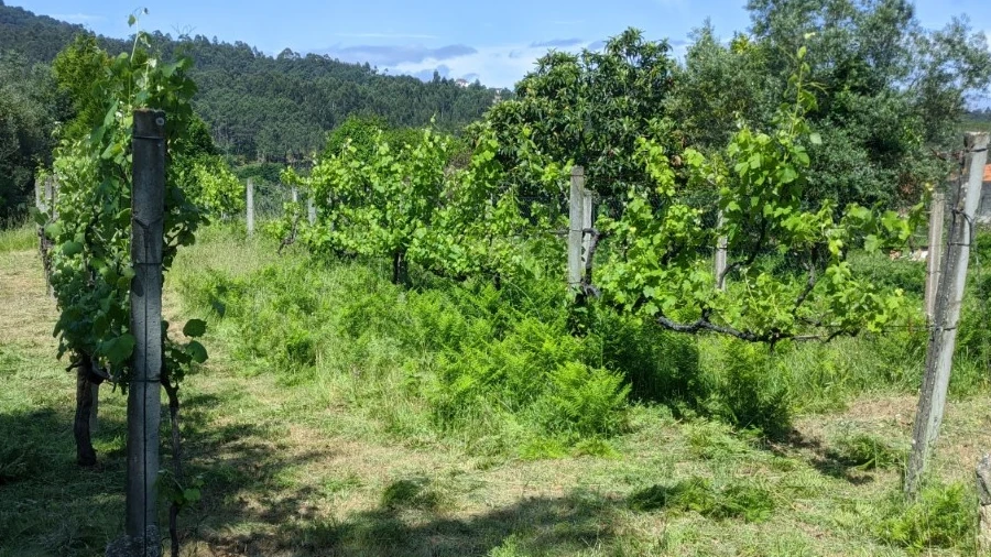 Terreno para Venda em Cornes