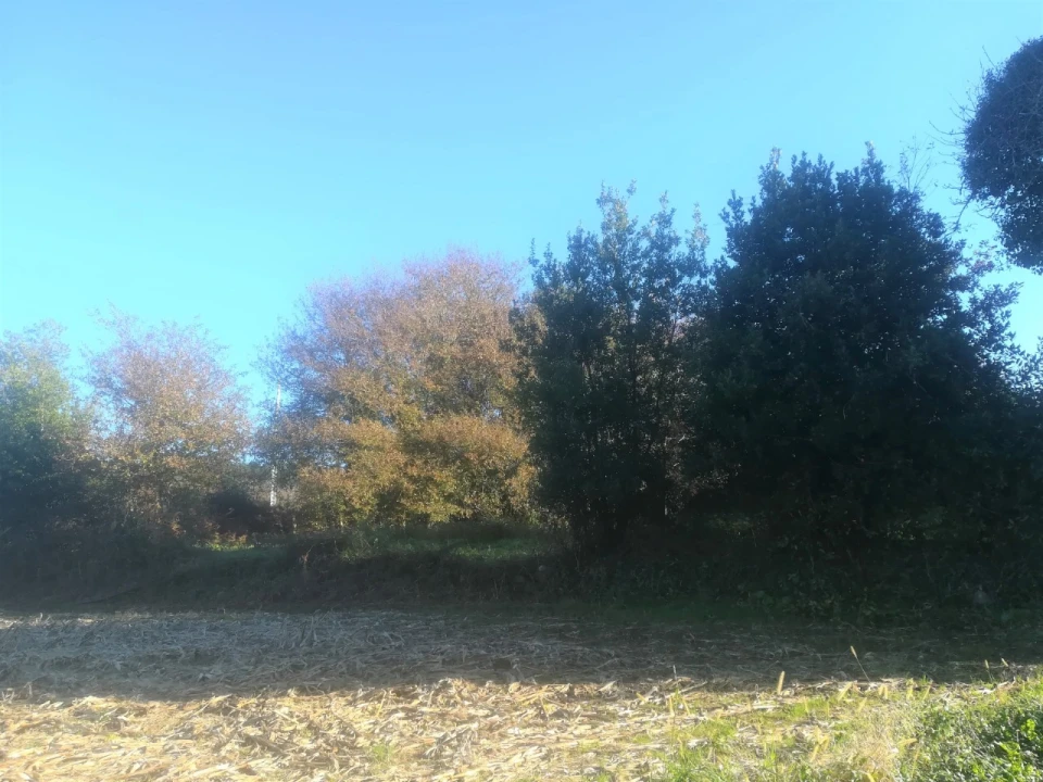 Terreno para Venda em Reboreda e Nogueira Foto 1