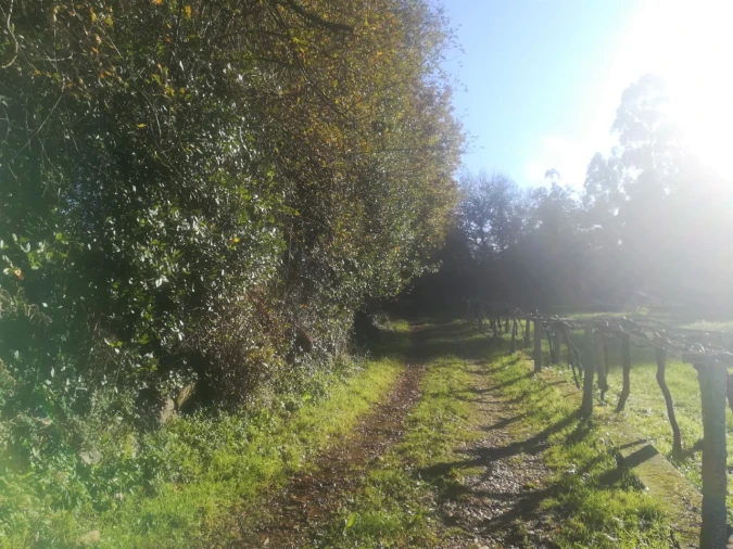 Terreno para Venda em Reboreda e Nogueira Foto 3