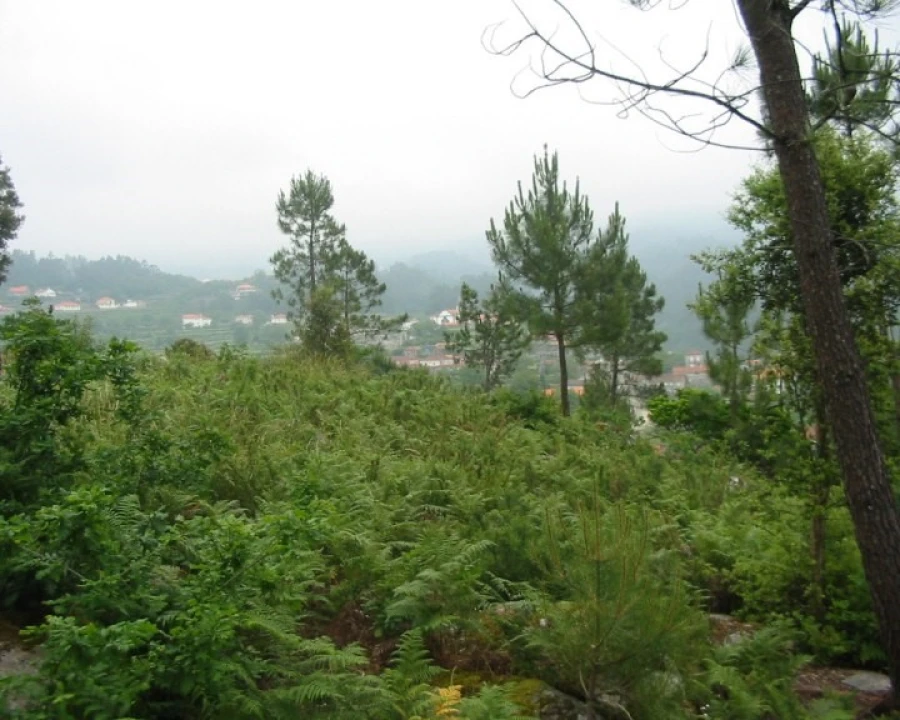 Terreno para Venda em Sopo Foto 1