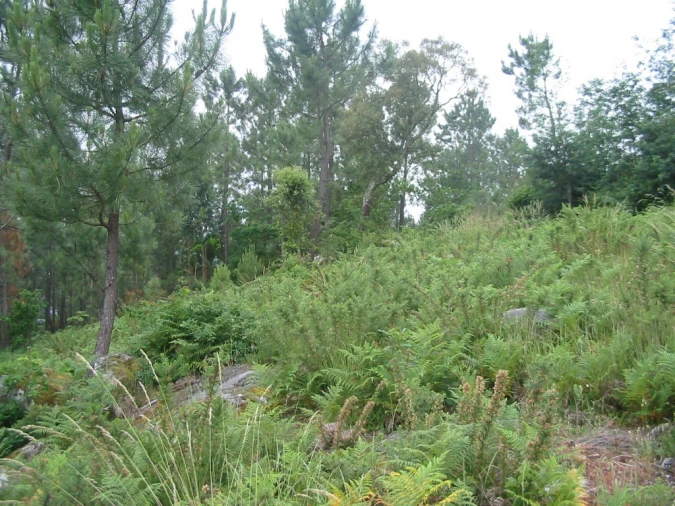 Terreno para Venda em Sopo Foto 3