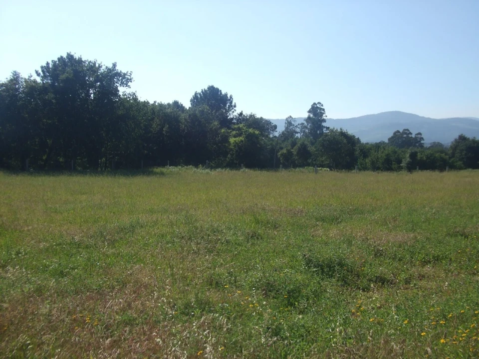 Terreno para Venda em Reboreda e Nogueira Foto 6
