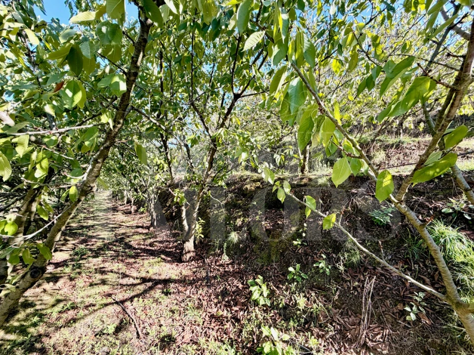Terreno para Venda em Barro Foto 17