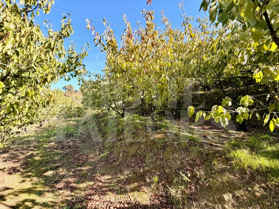 Terreno para Venda em Barro Foto 19