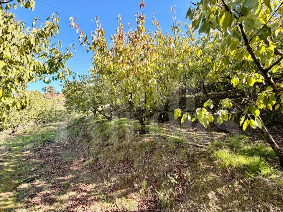 Terreno para Venda em Barro Foto 20