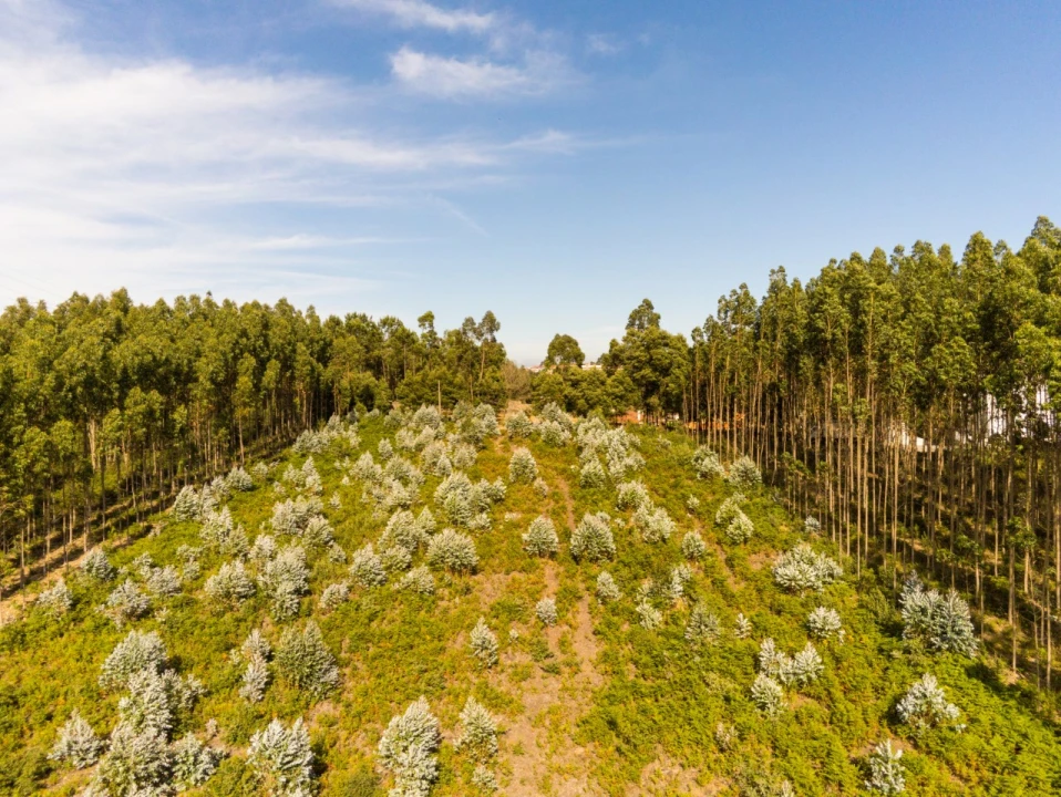 Terreno para Venda em Nogueira da Regedoura Foto 7