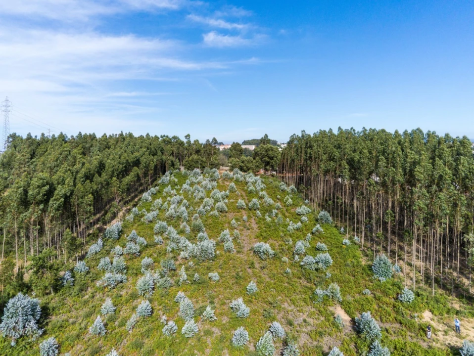 Terreno para Venda em Nogueira da Regedoura Foto 13