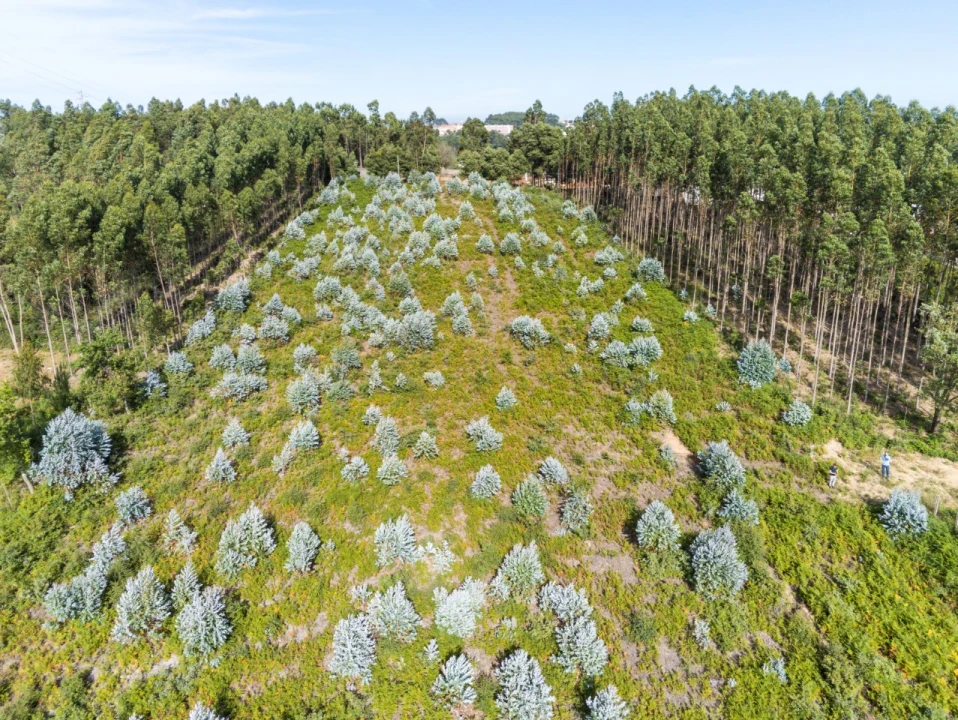 Terreno para Venda em Nogueira da Regedoura Foto 14
