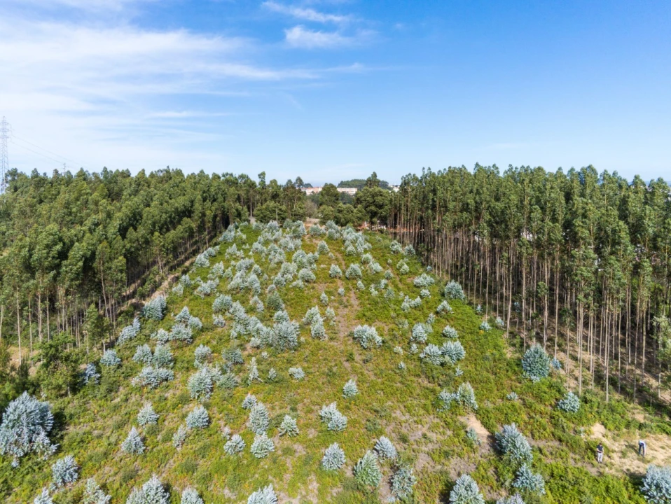 Terreno para Venda em Nogueira da Regedoura Foto 15
