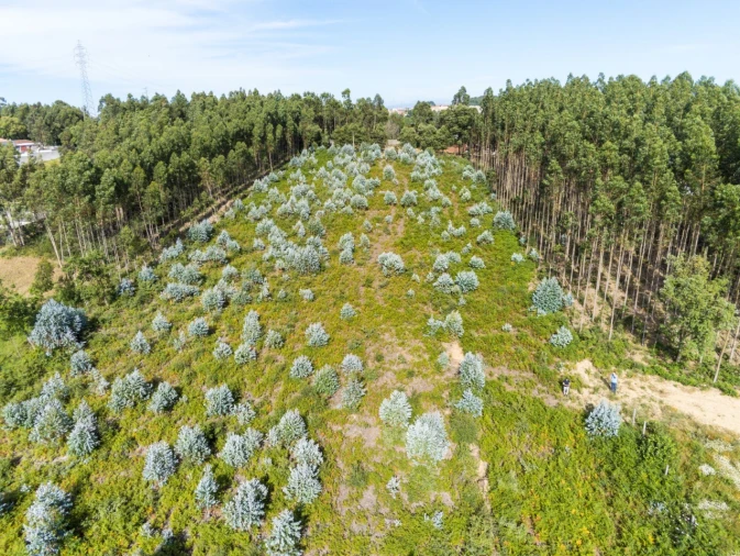 Terreno para Venda em Nogueira da Regedoura Foto 12