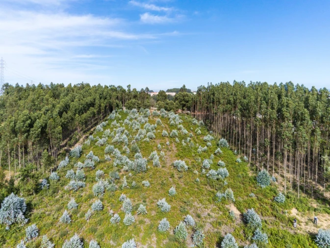 Terreno para Venda em Nogueira da Regedoura Foto 15