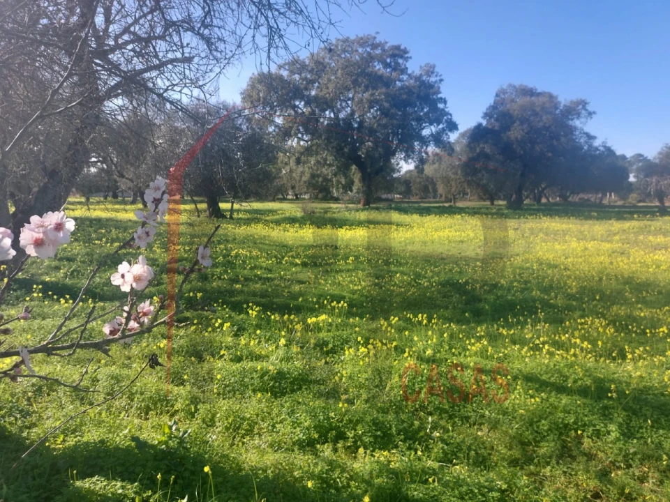 Terreno para Venda em Palmela Foto 12