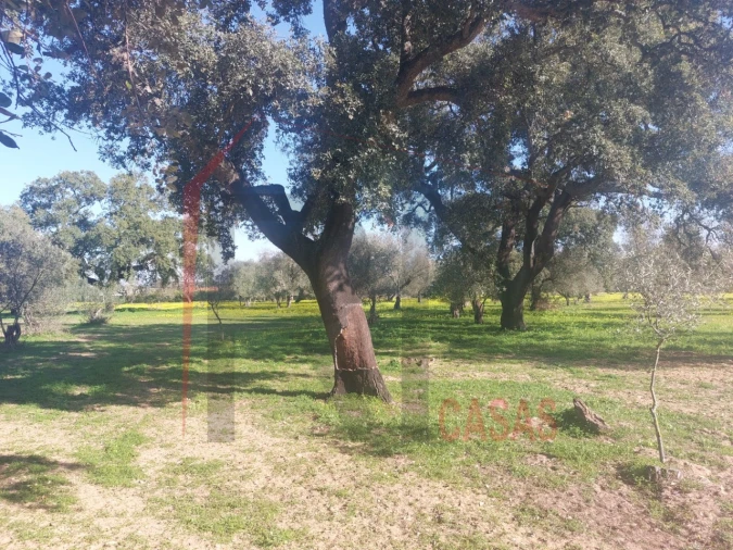 Terreno para Venda em Palmela Foto 6