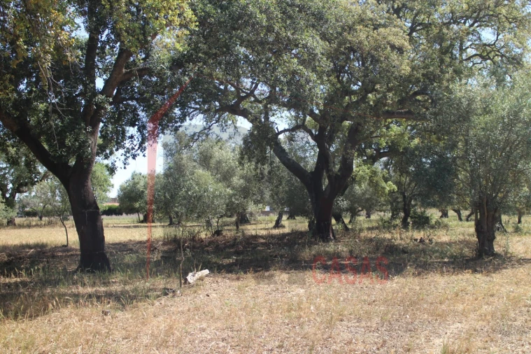 Terreno para Venda em Palmela Foto 13