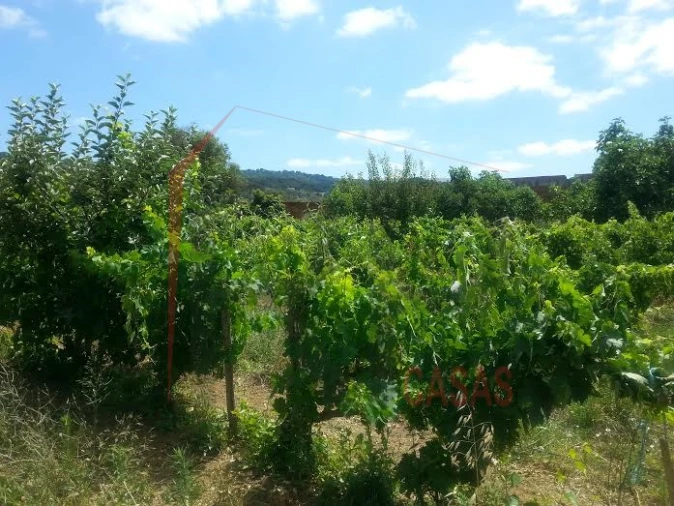 Terreno para Venda em Quinta do Anjo Foto 2