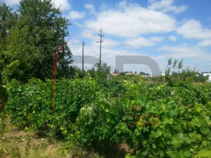 Terreno para Venda em Quinta do Anjo Foto 5